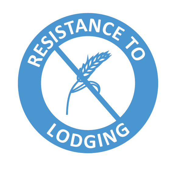 resistance_to_lodging