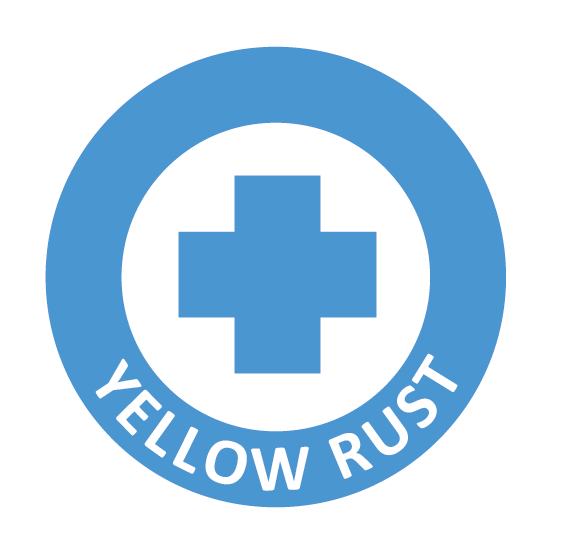 yellow_rust