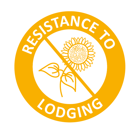 resistance_lodging